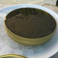 Dégustation de Caviar #3
